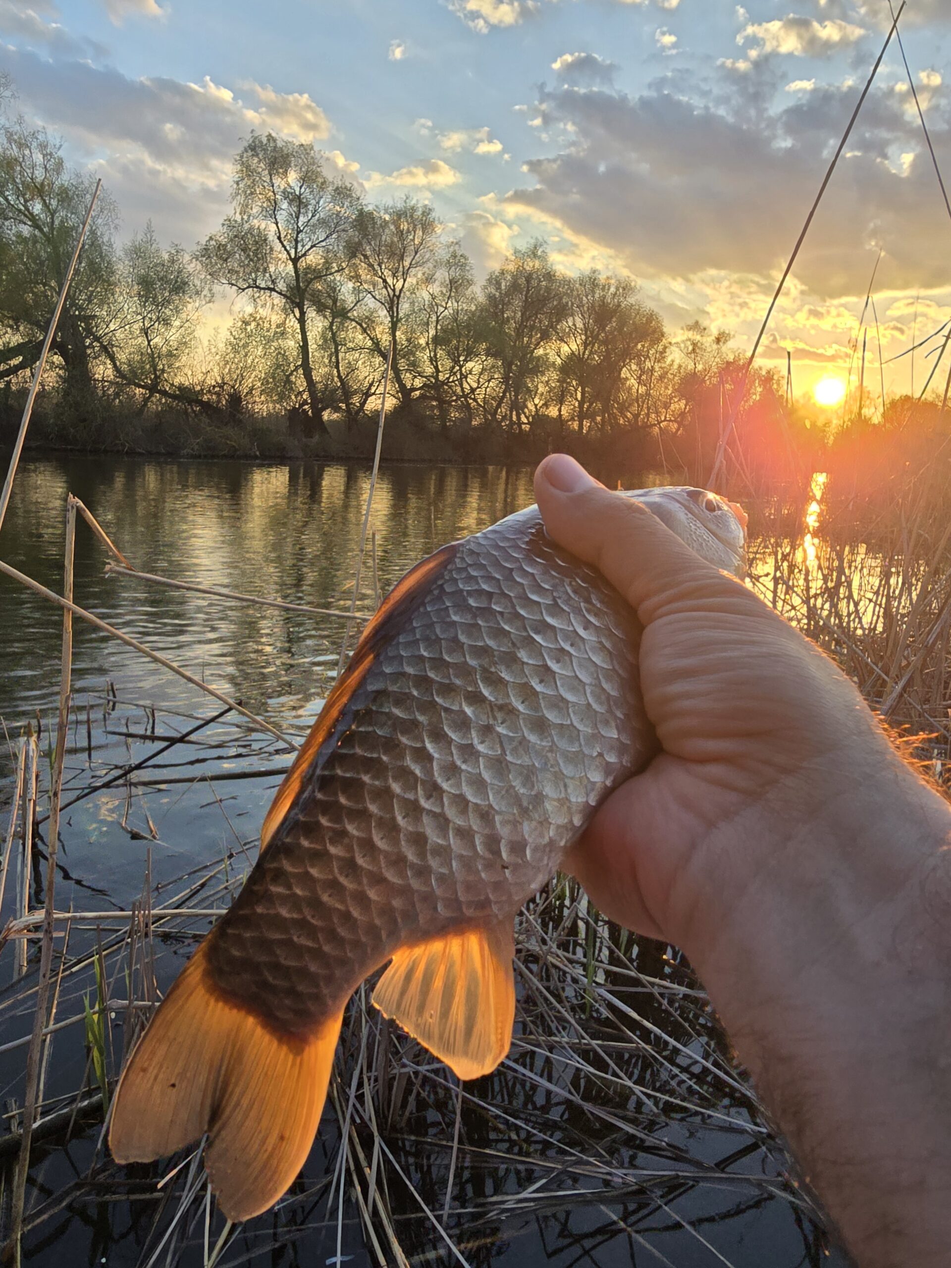 sun fish